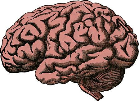 A drawing of a pink and black brain